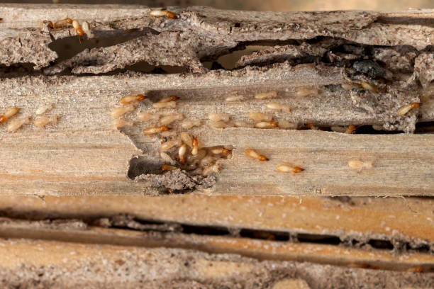 Best Wildlife Control Services  in Indian Trail, NC
